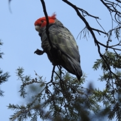 Callocephalon fimbriatum (Gang-gang Cockatoo) at Acton, ACT - 12 Oct 2022 by HelenCross