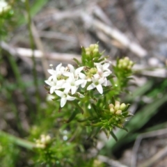 Asperula conferta (Common Woodruff) at Urambi Hills - 16 Oct 2022 by MatthewFrawley