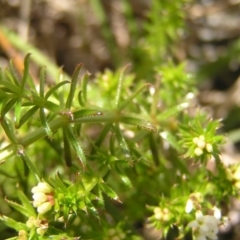 Asperula conferta at Kambah, ACT - 16 Oct 2022