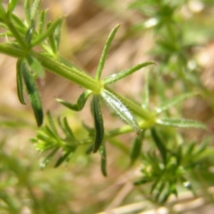 Asperula conferta at Kambah, ACT - 16 Oct 2022