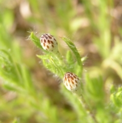 Leptorhynchos squamatus (Scaly Buttons) at Kambah, ACT - 16 Oct 2022 by MatthewFrawley