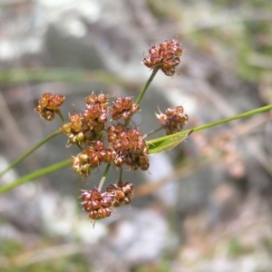 Luzula densiflora at Kambah, ACT - 16 Oct 2022 01:57 PM