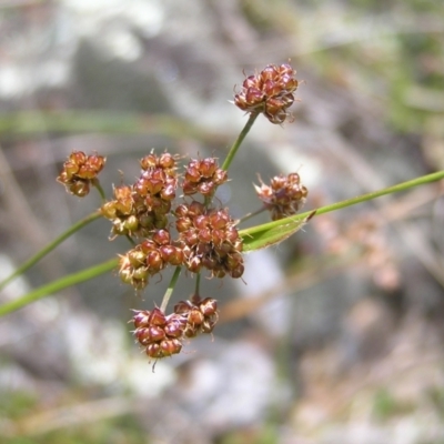 Luzula densiflora (Dense Wood-rush) at Urambi Hills - 16 Oct 2022 by MatthewFrawley