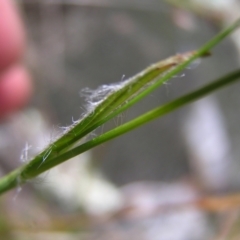 Luzula densiflora at Kambah, ACT - 16 Oct 2022