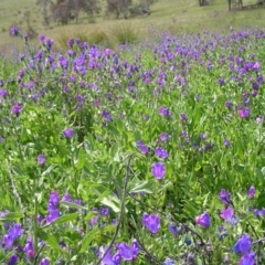 Echium plantagineum (Paterson's Curse) at Urambi Hills - 16 Oct 2022 by MatthewFrawley