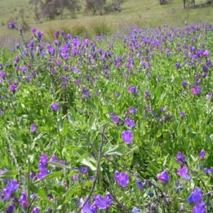 Echium plantagineum at Kambah, ACT - 16 Oct 2022