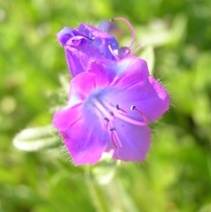 Echium plantagineum at Kambah, ACT - 16 Oct 2022