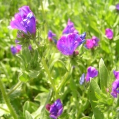 Echium plantagineum at Kambah, ACT - 16 Oct 2022