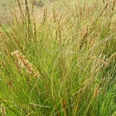 Carex appressa (Tall Sedge) at Urambi Hills - 16 Oct 2022 by MatthewFrawley