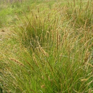 Carex appressa at Kambah, ACT - 16 Oct 2022