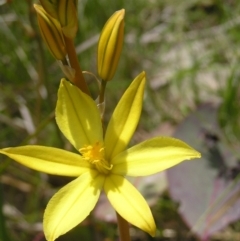 Bulbine bulbosa (Golden Lily) at Urambi Hills - 16 Oct 2022 by MatthewFrawley