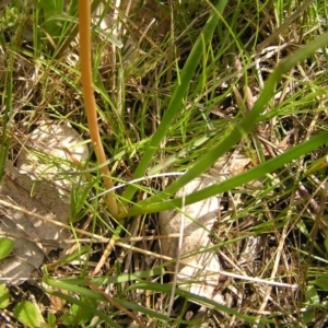 Bulbine bulbosa at Kambah, ACT - 16 Oct 2022