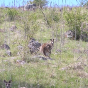 Macropus giganteus at Kambah, ACT - 16 Oct 2022