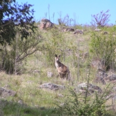 Macropus giganteus at Kambah, ACT - 16 Oct 2022