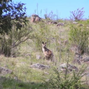 Macropus giganteus at Kambah, ACT - 16 Oct 2022 02:07 PM