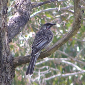 Anthochaera carunculata at Kambah, ACT - 16 Oct 2022