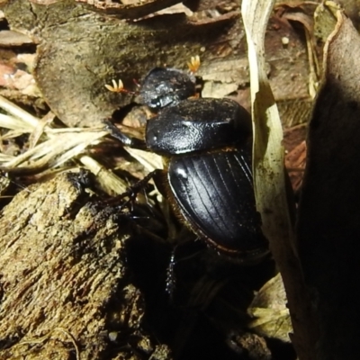Onthophagus declivis (Declivis dung beetle) at Lions Youth Haven - Westwood Farm A.C.T. - 12 Oct 2022 by HelenCross