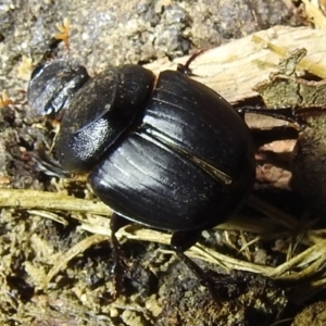 Onthophagus declivis at Kambah, ACT - 12 Oct 2022