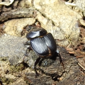 Onthophagus declivis at Kambah, ACT - 12 Oct 2022