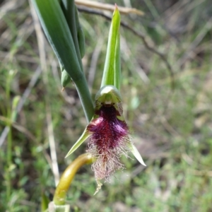 Calochilus platychilus at Stromlo, ACT - 16 Oct 2022
