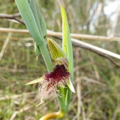 Calochilus platychilus at Stromlo, ACT - 16 Oct 2022