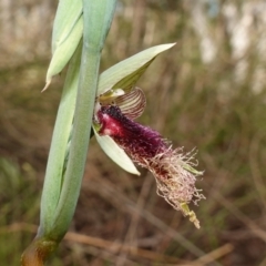 Calochilus platychilus at Stromlo, ACT - 16 Oct 2022