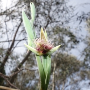 Calochilus platychilus at Stromlo, ACT - 16 Oct 2022