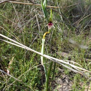 Calochilus platychilus at Stromlo, ACT - 16 Oct 2022