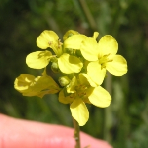 Hirschfeldia incana at Kambah, ACT - 16 Oct 2022 02:18 PM