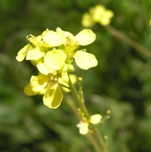 Hirschfeldia incana at Kambah, ACT - 16 Oct 2022 02:18 PM