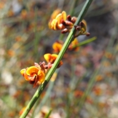 Daviesia leptophylla (Slender Bitter Pea) at Curraweela, NSW - 15 Oct 2022 by HelenCross