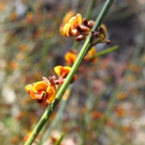 Daviesia leptophylla at Curraweela, NSW - 16 Oct 2022