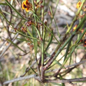 Daviesia leptophylla at Curraweela, NSW - 16 Oct 2022