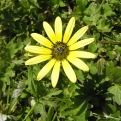 Arctotheca calendula (Capeweed, Cape Dandelion) at Kambah, ACT - 16 Oct 2022 by MatthewFrawley