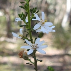 Olearia microphylla (Olearia) at Curraweela, NSW - 15 Oct 2022 by HelenCross