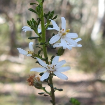 Olearia microphylla (Olearia) at Curraweela, NSW - 15 Oct 2022 by HelenCross