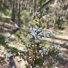 Olearia microphylla at Curraweela, NSW - 16 Oct 2022