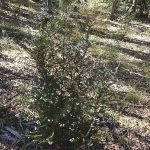 Olearia microphylla at Curraweela, NSW - 16 Oct 2022