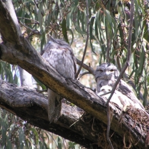 Podargus strigoides at Kambah, ACT - 16 Oct 2022 02:30 PM