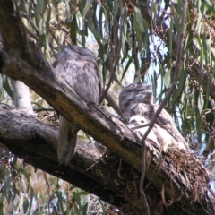 Podargus strigoides at Kambah, ACT - 16 Oct 2022 02:30 PM