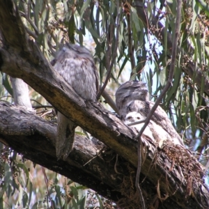 Podargus strigoides at Kambah, ACT - 16 Oct 2022