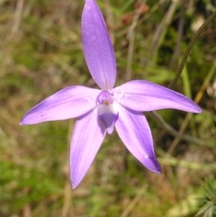 Glossodia major (Wax Lip Orchid) at Mount Taylor - 16 Oct 2022 by MatthewFrawley