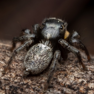 Salticidae sp. 'Golden palps' (Unidentified jumping spider) at Mount Ainslie - 16 Oct 2022 by Boagshoags