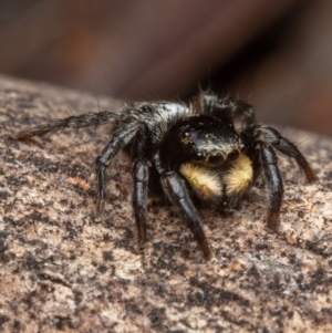 Salticidae sp. 'Golden palps' at Hackett, ACT - 16 Oct 2022