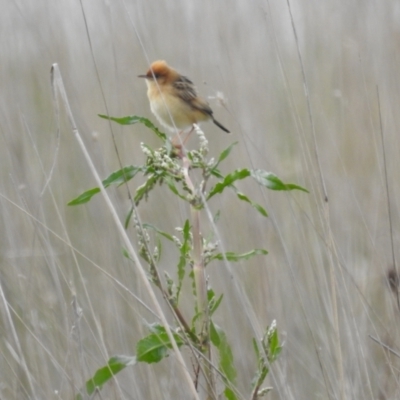 Cisticola exilis (Golden-headed Cisticola) at Lake George, NSW - 16 Oct 2022 by HelenCross