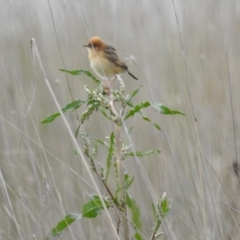 Cisticola exilis (Golden-headed Cisticola) at Lake George, NSW - 16 Oct 2022 by HelenCross