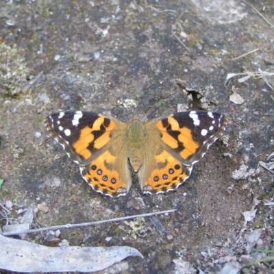 Vanessa kershawi (Australian Painted Lady) at Kambah, ACT - 16 Oct 2022 by MatthewFrawley