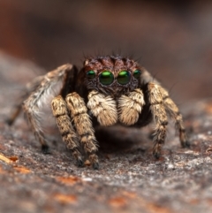 Maratus vespertilio (Bat-like peacock spider) at Mount Ainslie - 16 Oct 2022 by Boagshoags