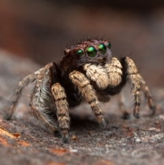 Maratus vespertilio at Hackett, ACT - suppressed