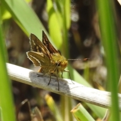 Taractrocera papyria (White-banded Grass-dart) at Lions Youth Haven - Westwood Farm - 16 Oct 2022 by HelenCross